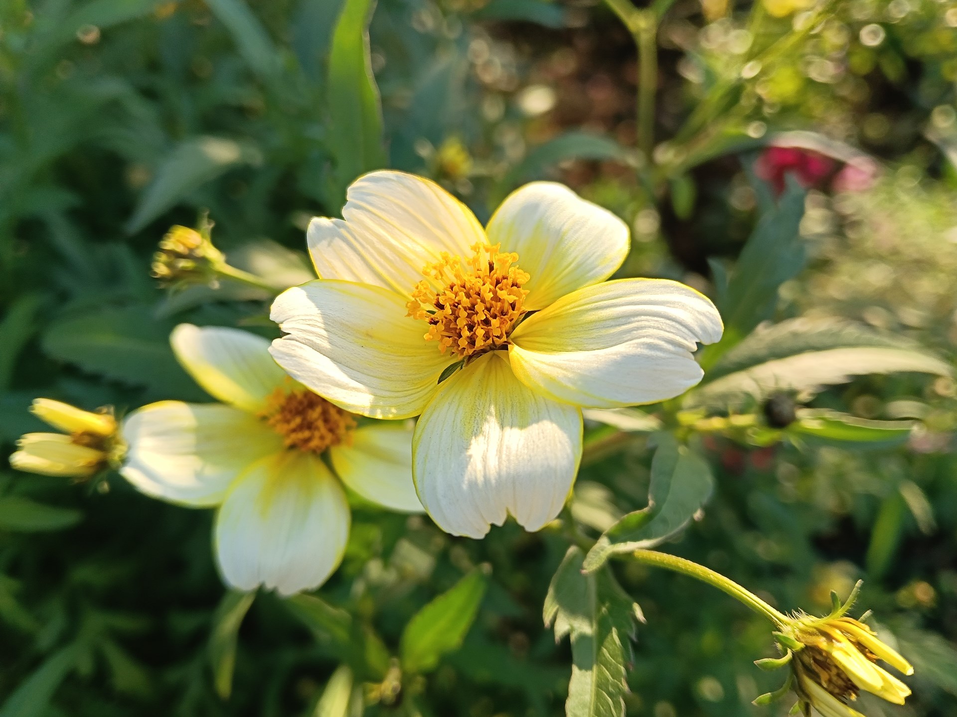 マクロモードはなく、ピントの合う限界まで近づいて撮影