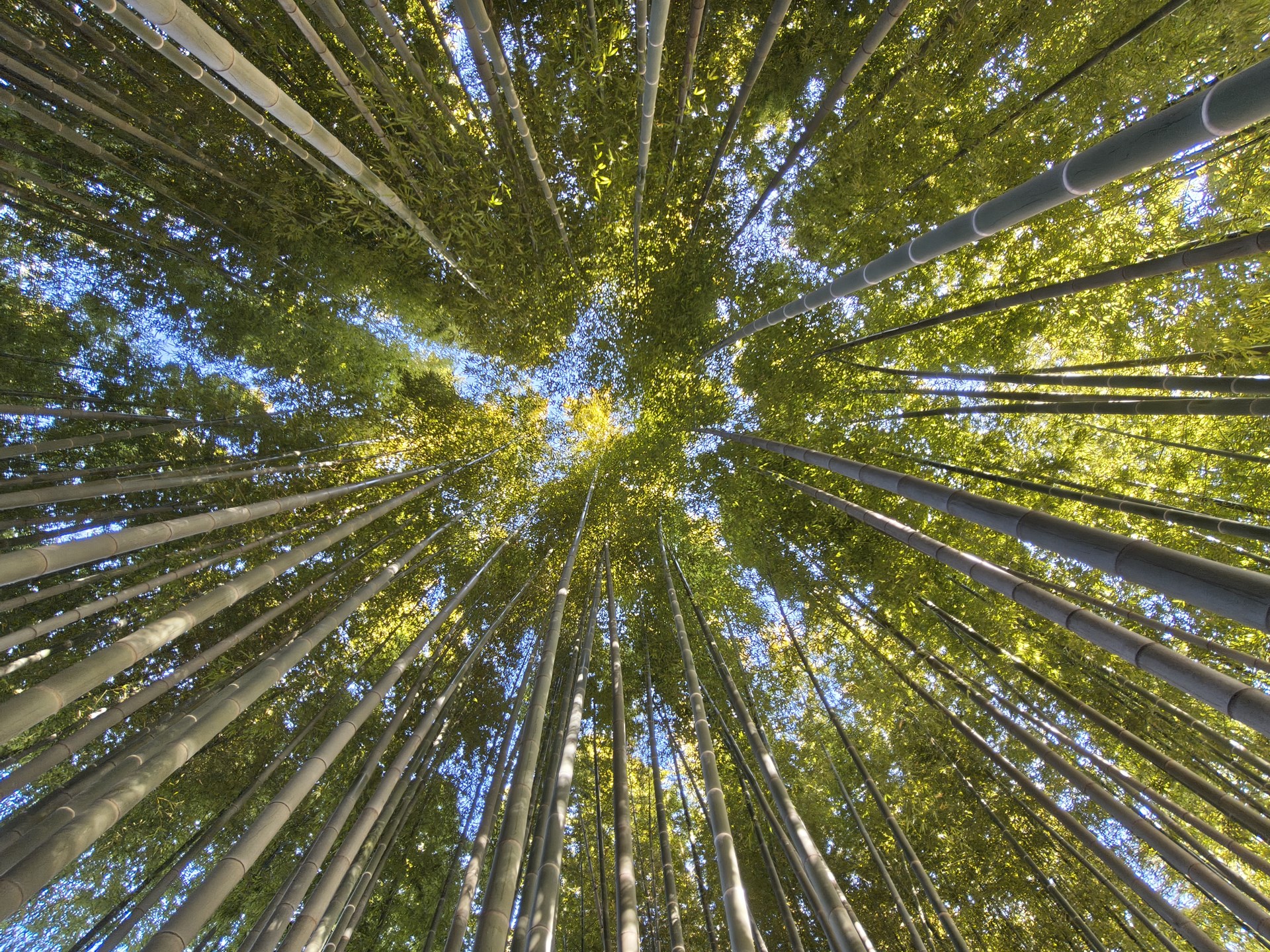 超広角カメラで竹林を撮った。空を見上げて「arrows Alpha」のシャッターを切ったが、竹の真っ直ぐな感じ、葉の描写、そしてHDRの自然な効き具合が気に入った
