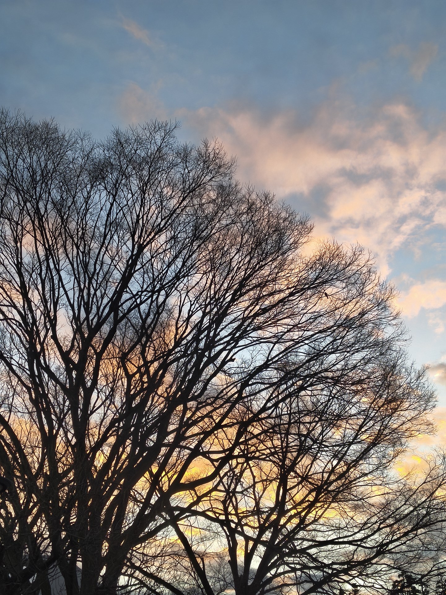 冬至を過ぎ、「これから日が徐々に長くなってくるなあ」と思いながら夕景を捉えた。「arrows Alpha」の写りは実にデジタルカメラライクで、自然かつ心地よい描写なのがいい。枝の緻密な描写、的確な発色と、本格的に写真を楽しんでいる人にもオススメできる端末だと感じられた