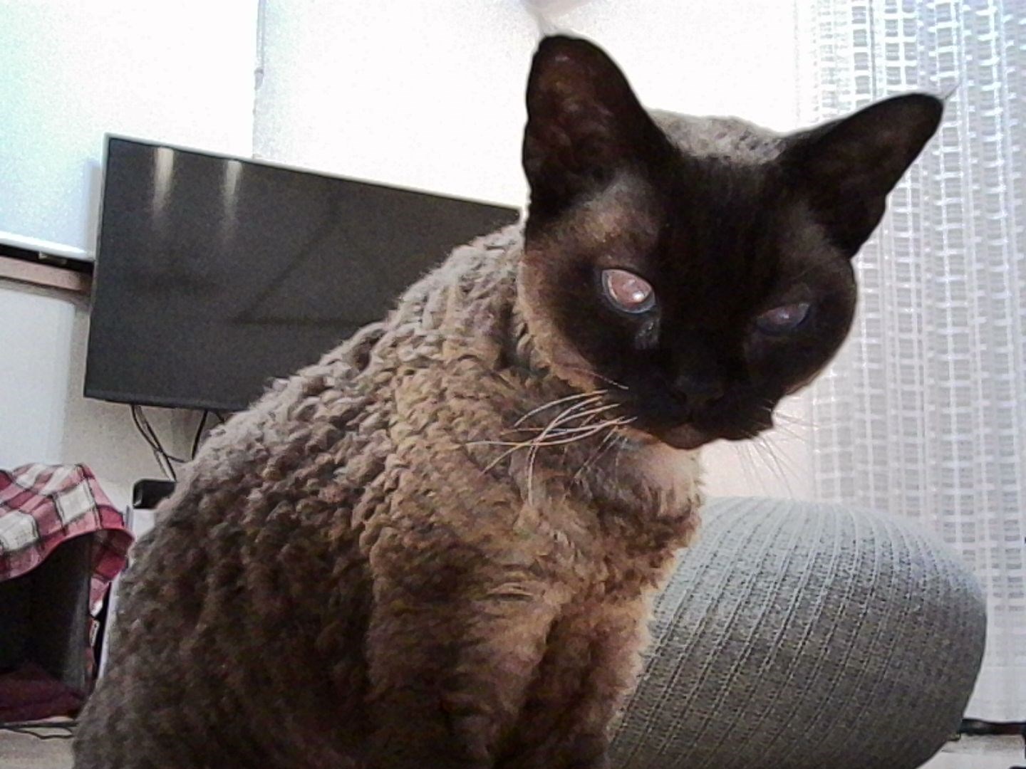 最初に撮ってみた写真。室内でもそこそこちゃんと写ります。フラッシュのLEDが反射して赤目になるあたりも昔っぽい。