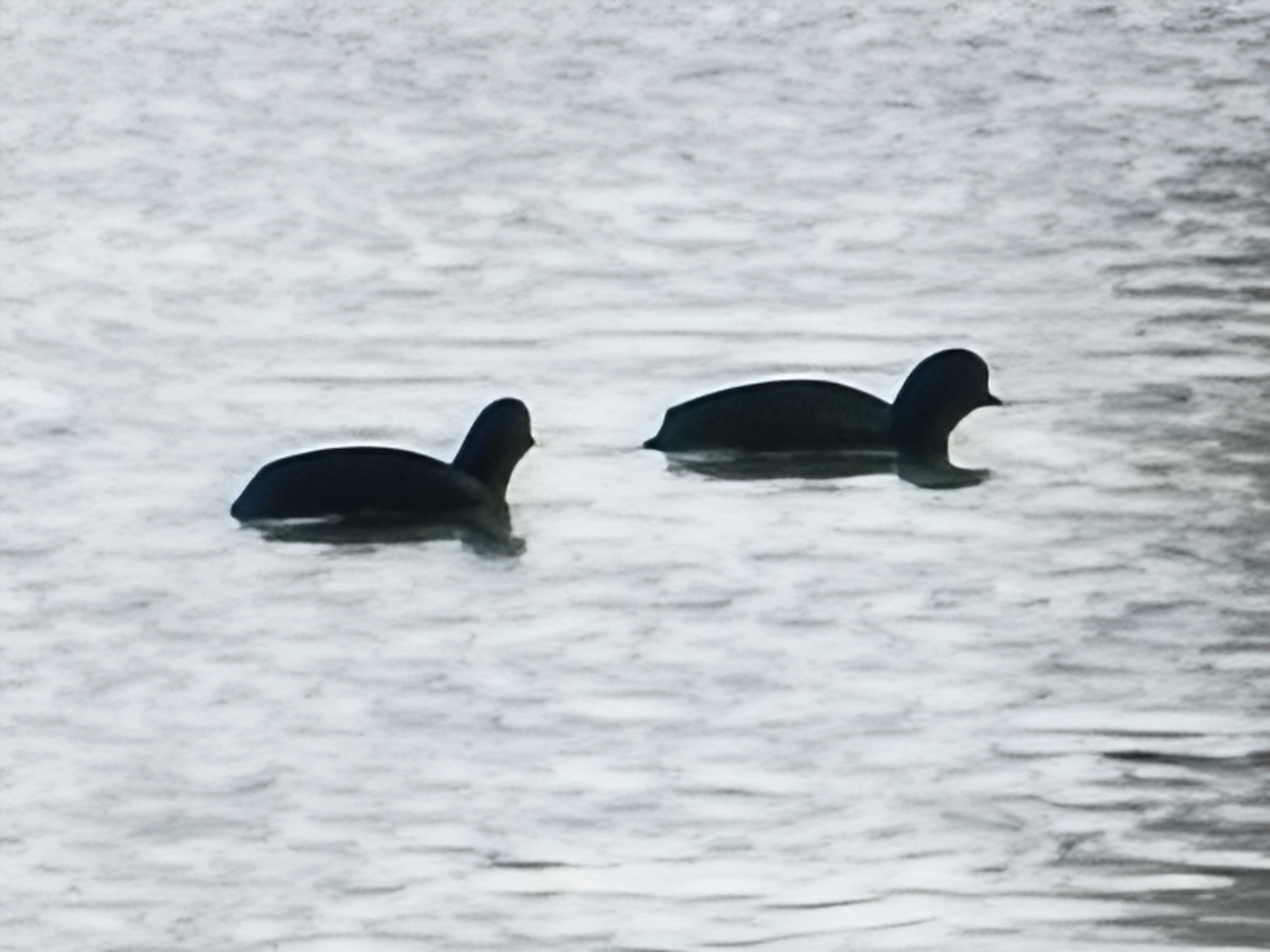 120xのデジタルズームで川に浮かぶ野鳥を撮った。鳥というよりはアイコン的に表現された。最大倍率付近では使い道に注意が必要そうだ