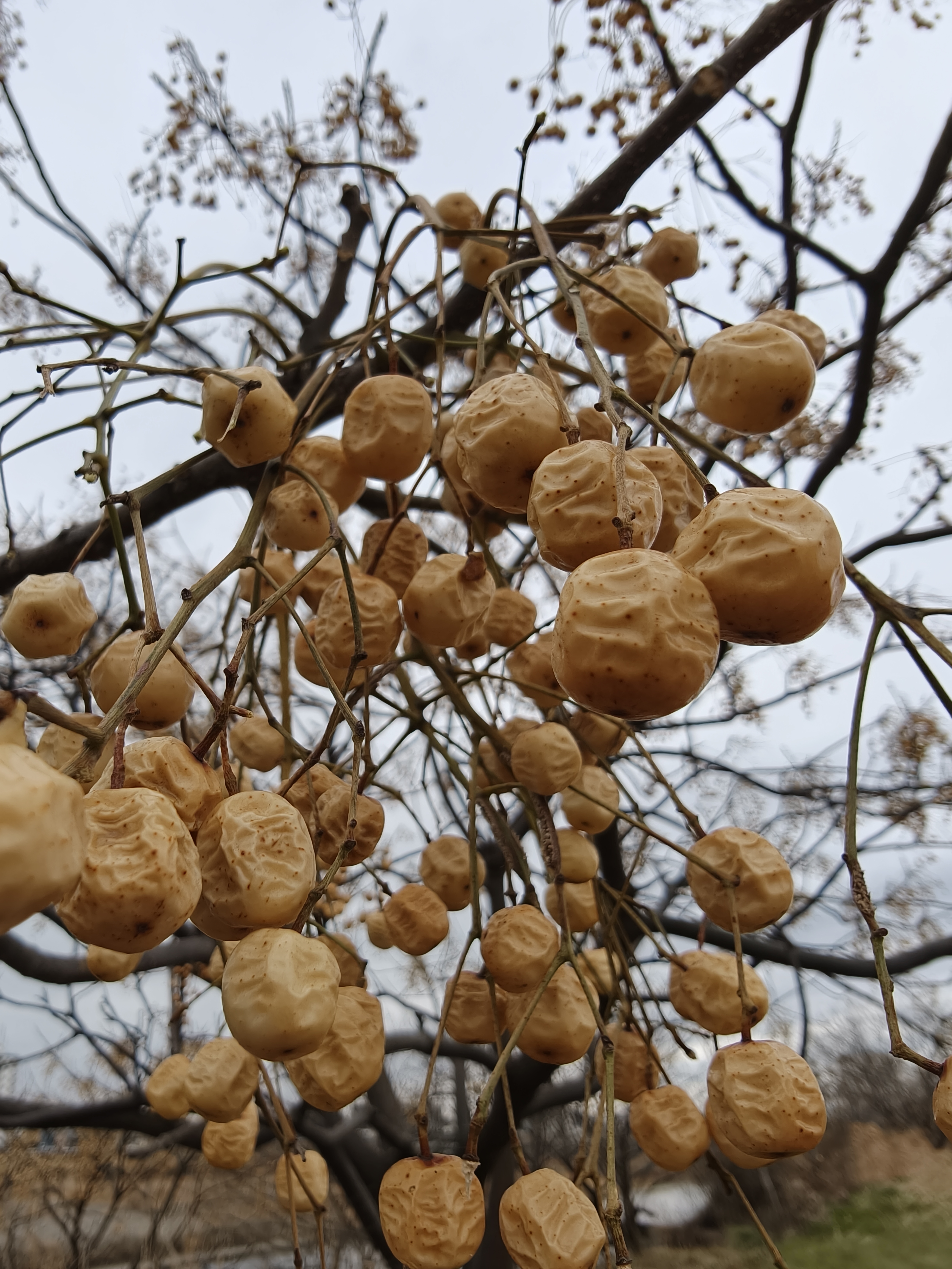 ヒヨドリがついばんでいた木の実に迫った。マクロモードへの切り替え速度も早く、スムーズにクローズアップ撮影が楽しめる