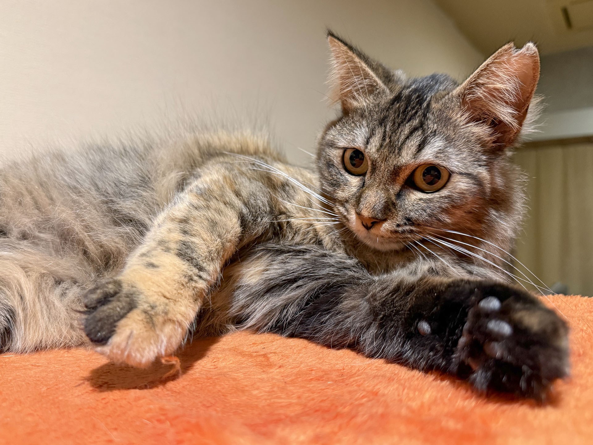 やや長毛の保護猫「みたま」ちゃん。
