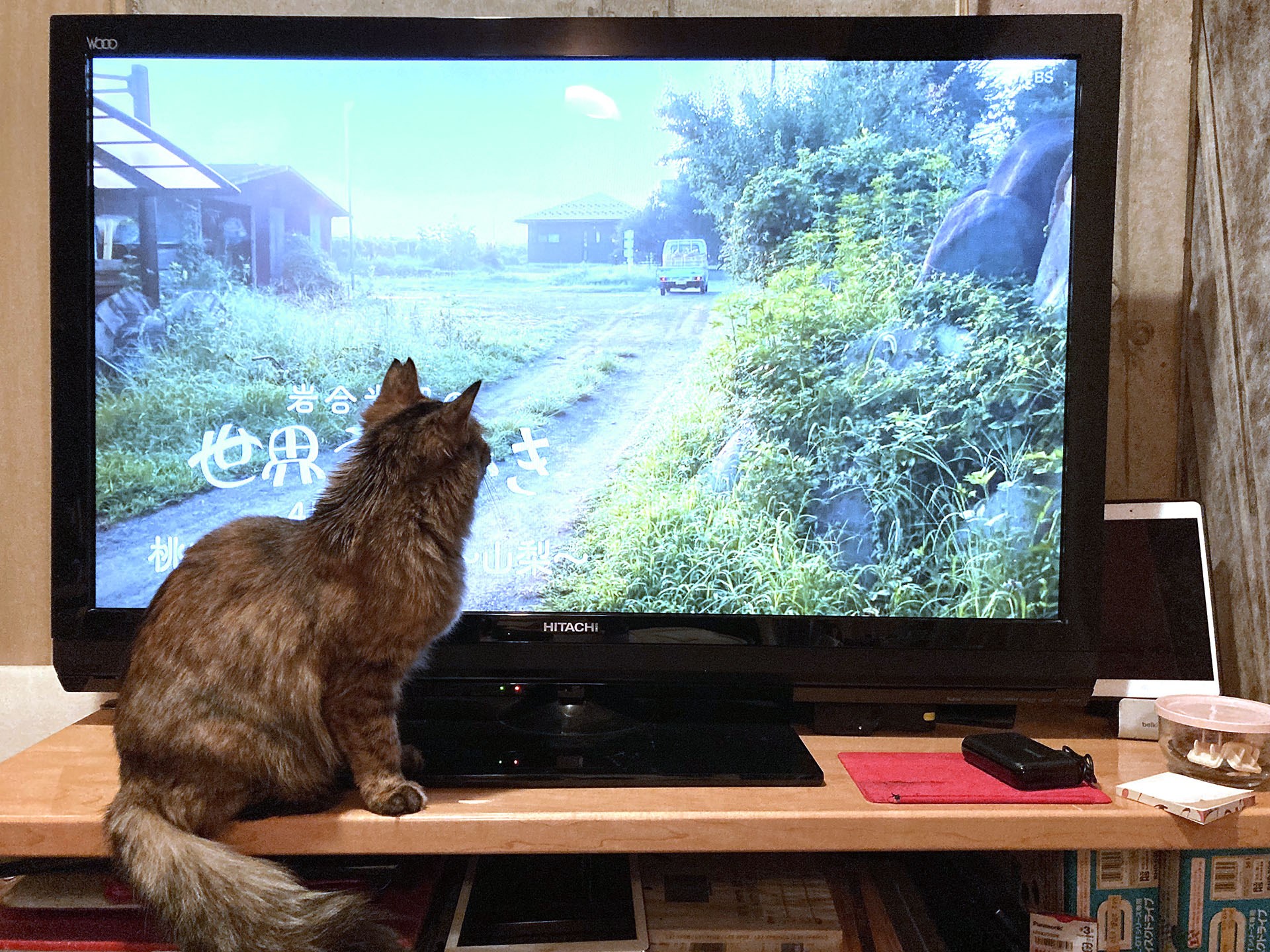 テレビ大好き猫で、NHK「<a href="https://www.nhk.jp/g/ts/6VPMR3P1WX/" class="strong b">岩合光昭の世界ネコ歩き</a>」が始まったりすると、最初から最後までずっと観ている。