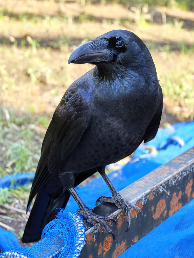 代々木公園で人懐っこいカラスに出会った。「Xiaomi 17 Ultra」はオートフォーカスも速く、動き回るカラスを追い続けてくれた。その羽毛の描写もとても美しいではないか