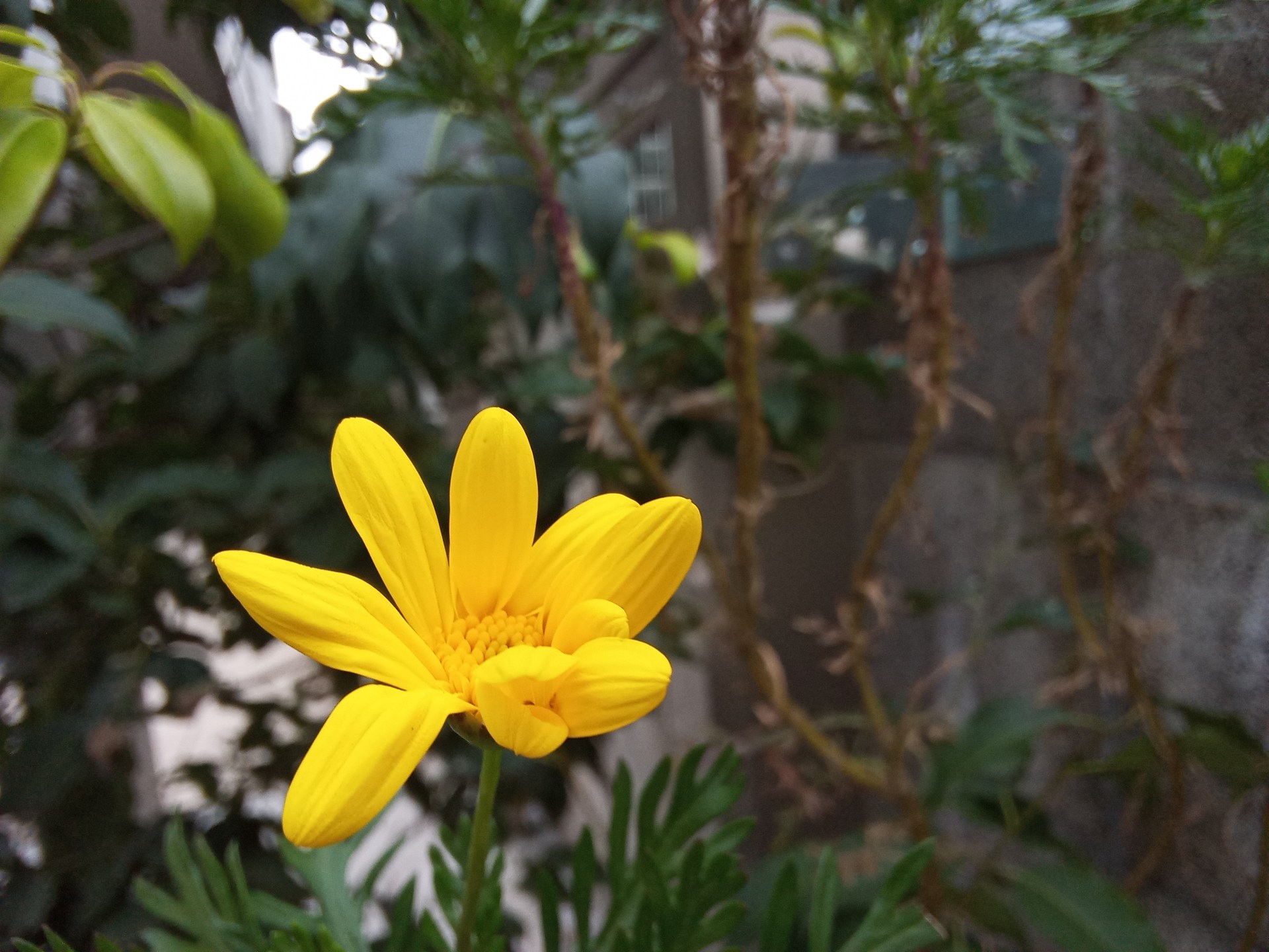 花に近づいて撮影。うまくピントが合えば、背景も少しボケて、きれいな撮影が可能
