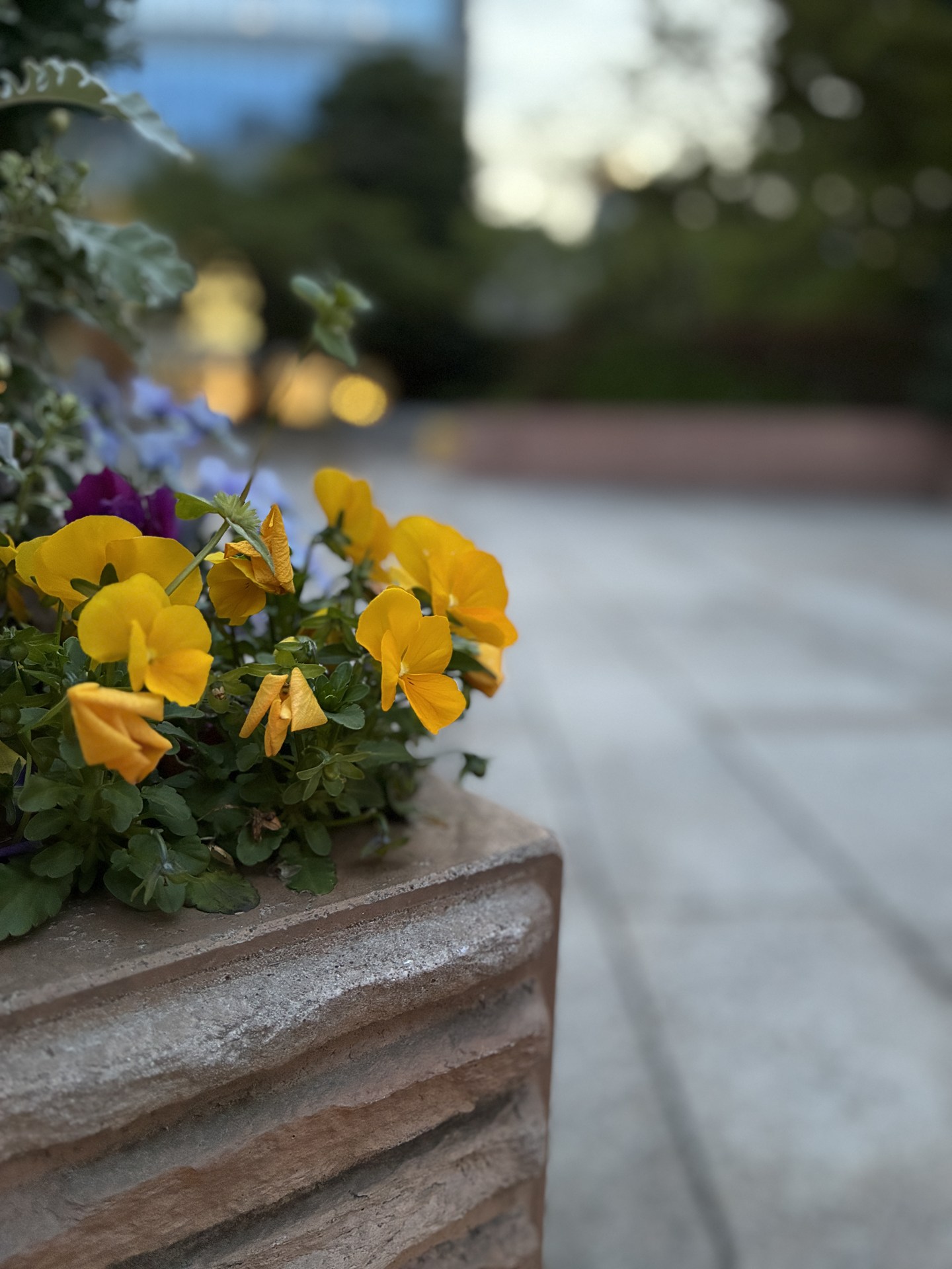 ポートレート1倍