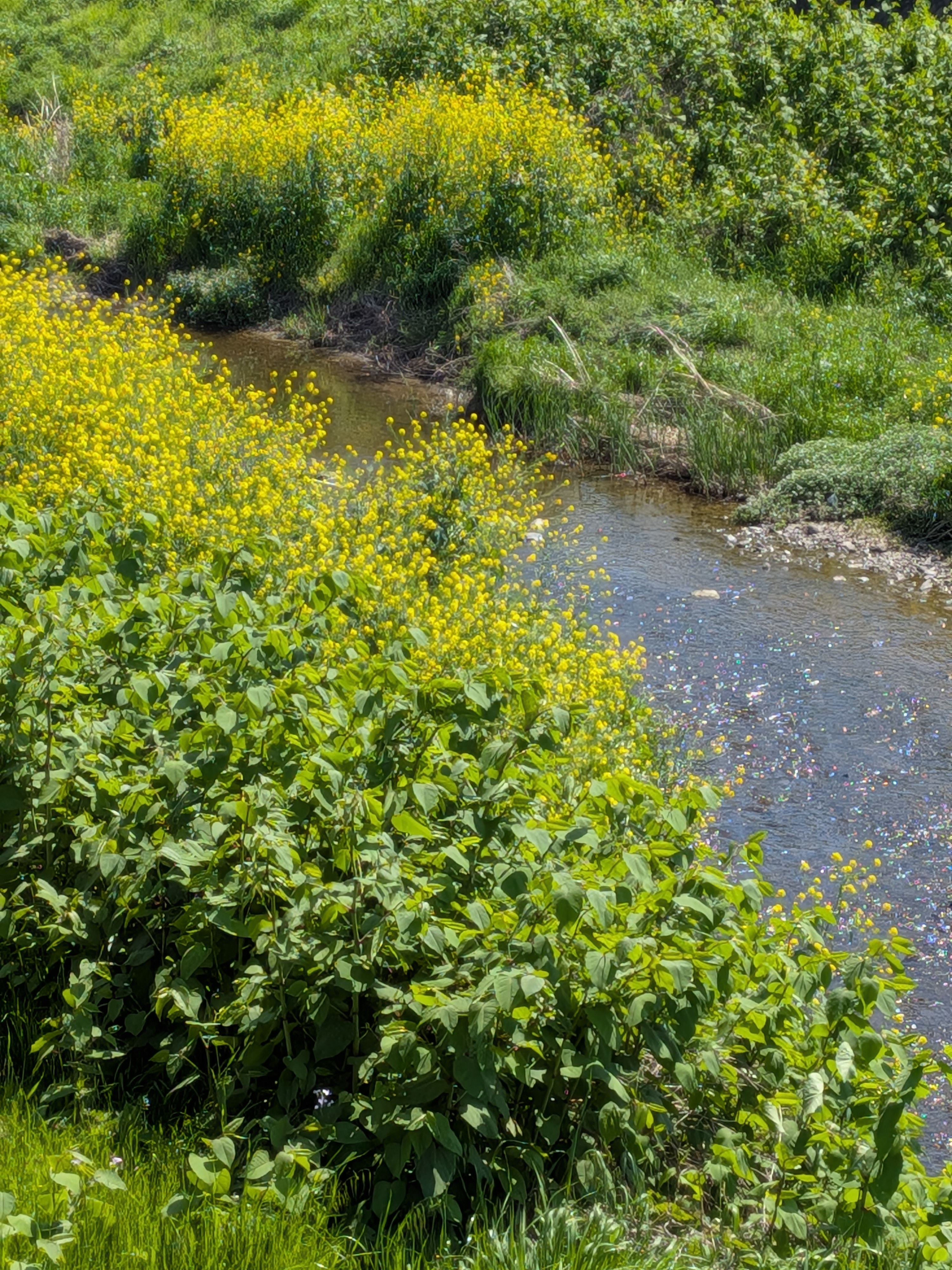 4倍で菜の花を撮った。まずまずの描写ではないだろうか。花と葉の感じもよくわかる。