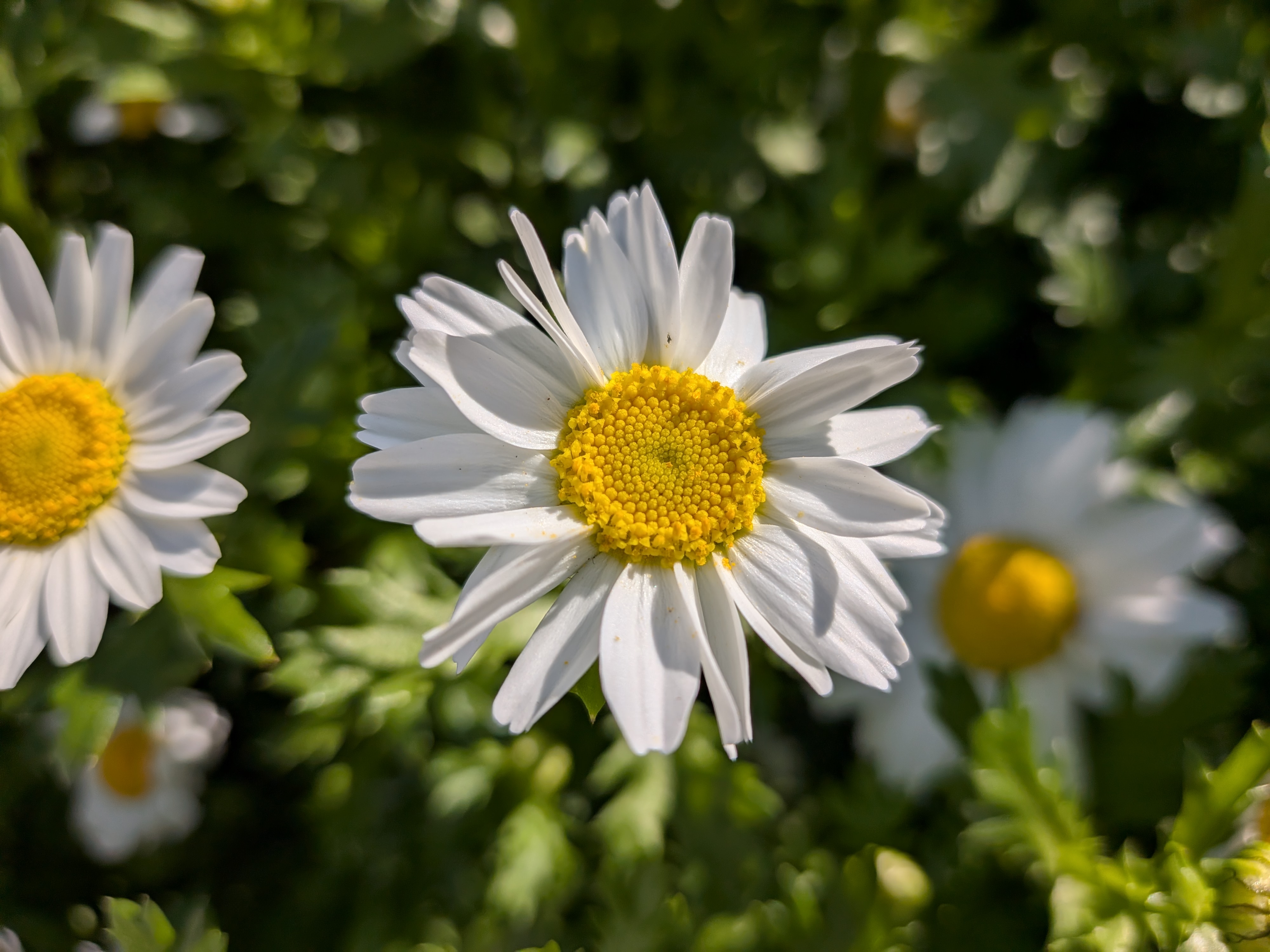 マクロフォーカスで撮影