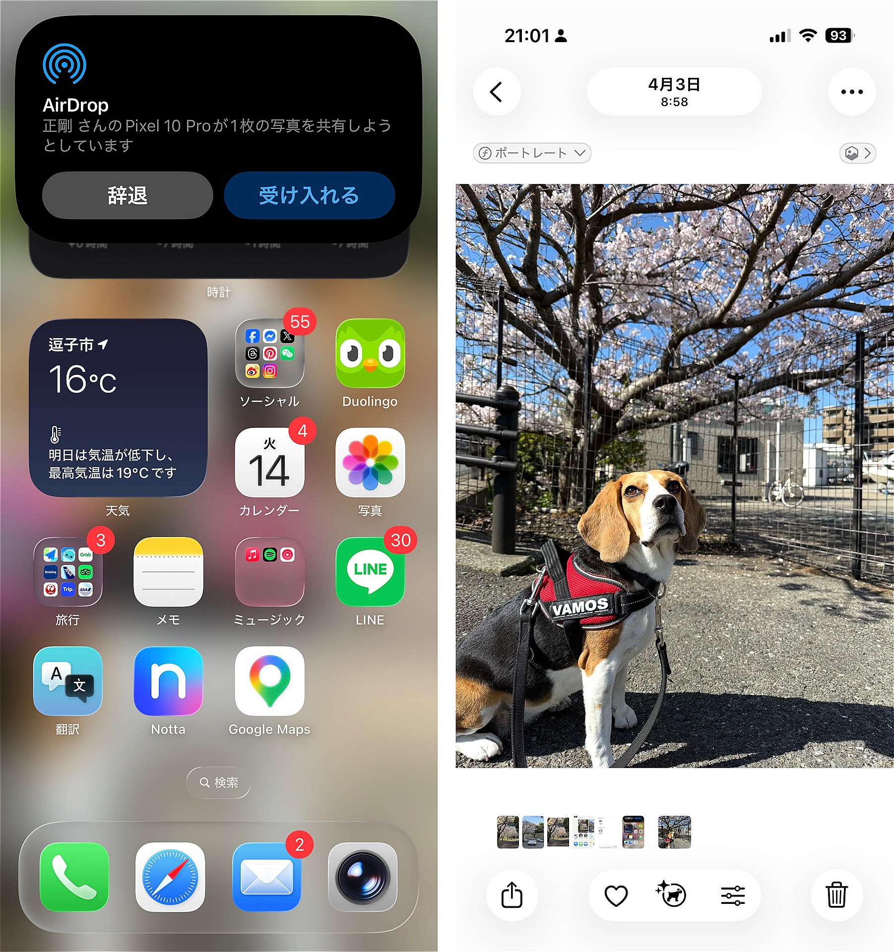 受信側のiPhoneでは、あらかじめAirDropをオンにしておく必要がある。Pixelから送信されると通知される。「受け入れる」をタップすると、受信が完了すると「写真」アプリで確認できる