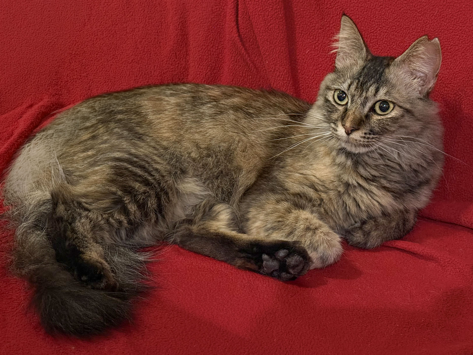 保護猫を譲り受けて一緒に生活中。イタズラ好きの猫と同居していると、モノへのイタズラ防止や猫の危険回避のため、部屋がどんどん片づいていく♪　ていうか片づけが義務化。