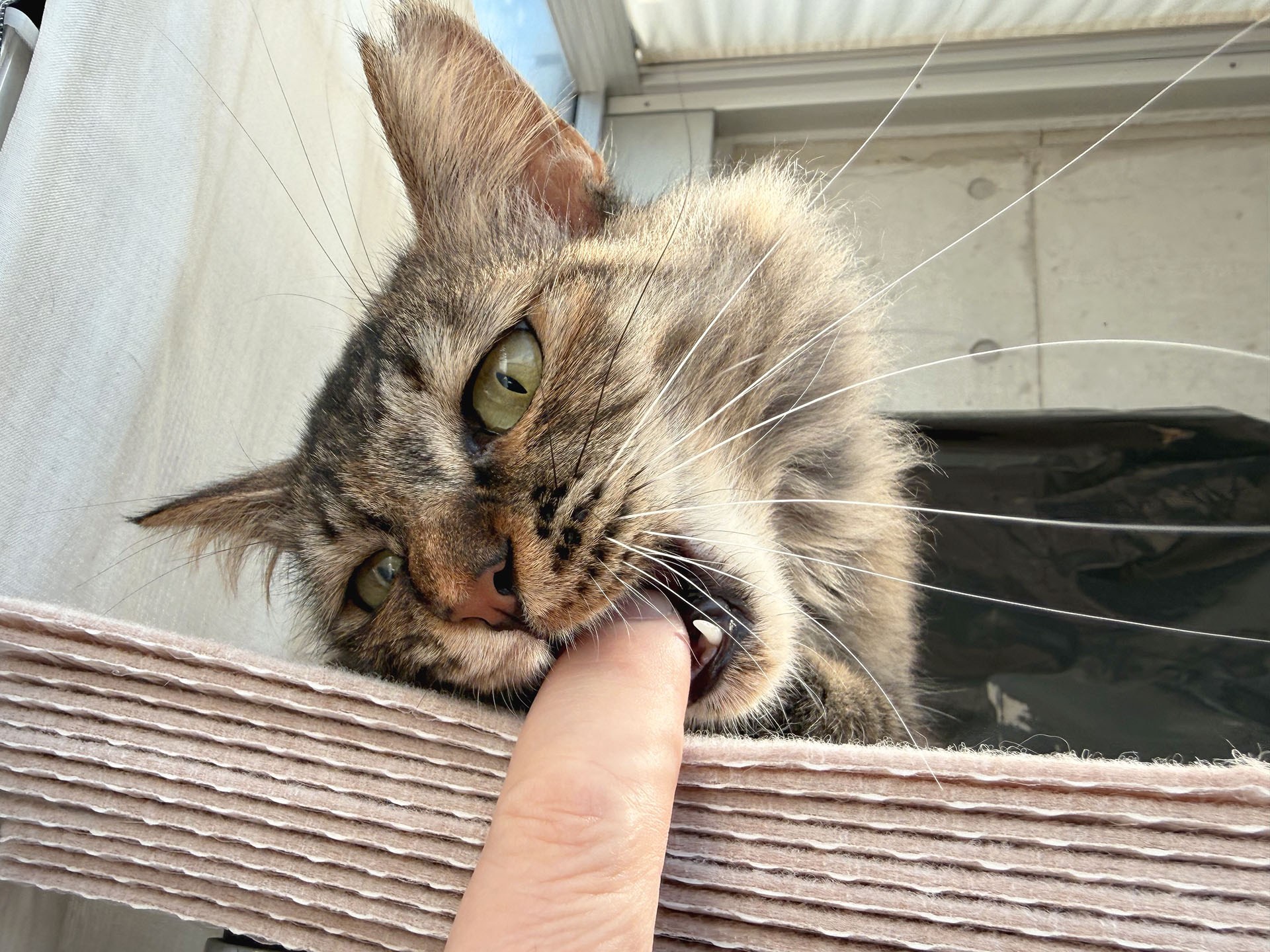 右手にiPhone、左手で猫ちゃんじゃらし。片手撮りで、こんな瞬間が撮れる！