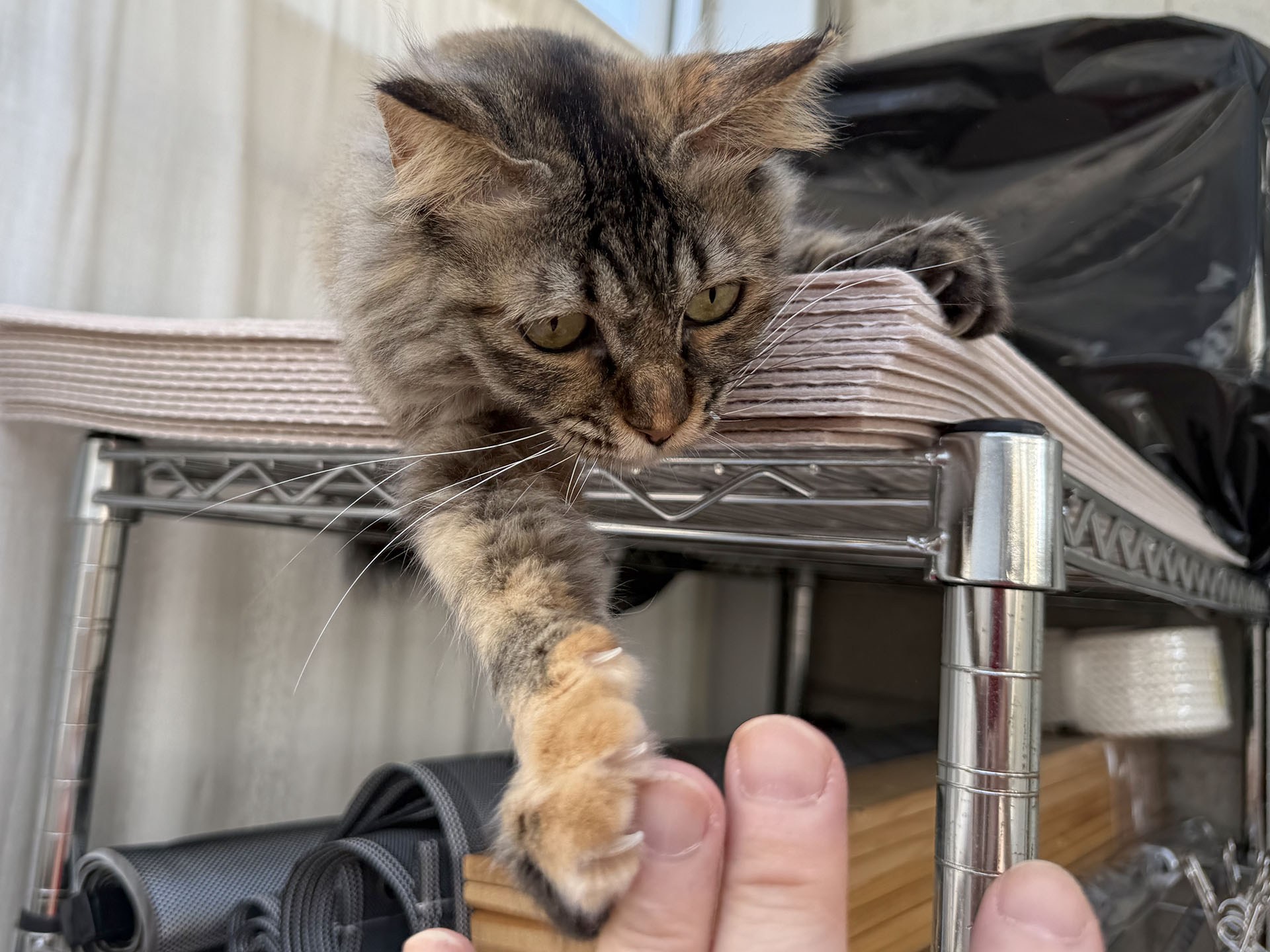 あらニャわいい！