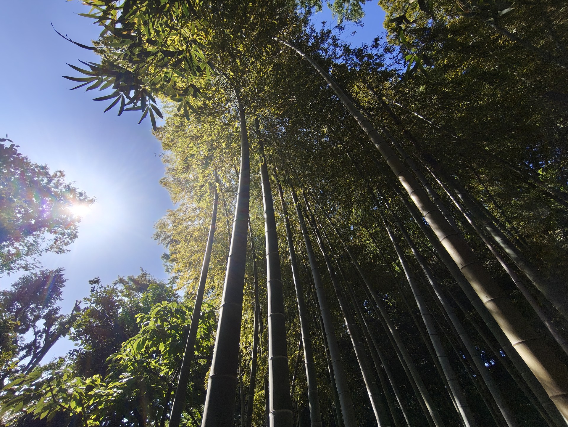超広角で太陽を入れて竹林を。フレアは発生したものの、光芒表現は良好だ