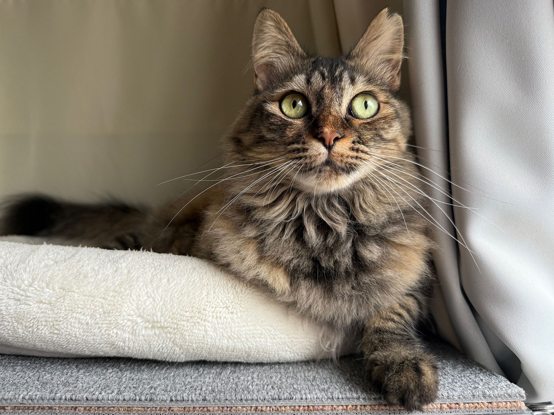最近は早朝のサイクリングばかりしているが、その要因がこの猫ちゃん。拙宅猫みたまちゃんだが、絶対に3:00には俺を起こすのである（ごはん要求）。非常にニャわいいので俺は起き、じゃあ早朝サイクリングにゃ〜というコトで走り出すパターンになっている。