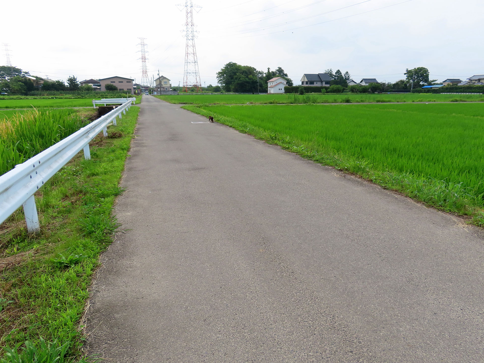 サイクリングロードから一般道に出ても、周囲が農業地帯だったりするので、自販機やコンビニが極端に少ない。また自販機が存在しても電子マネーやコード決済には非対応だったりすることが多い。