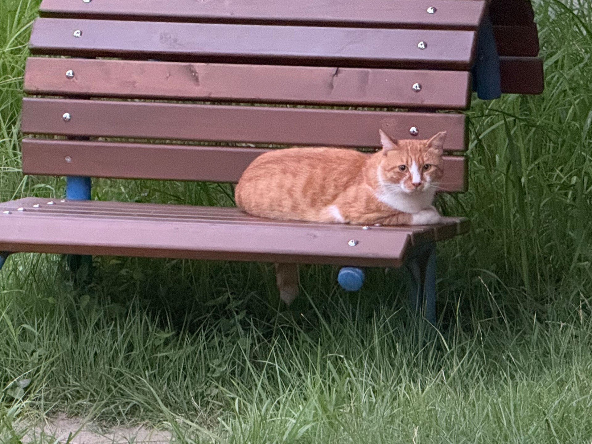 公園など休憩ポイントにいる地域猫。頻繁に遭遇していると徐々に距離が縮まってくる。この猫にはもう少しで触れそう。
