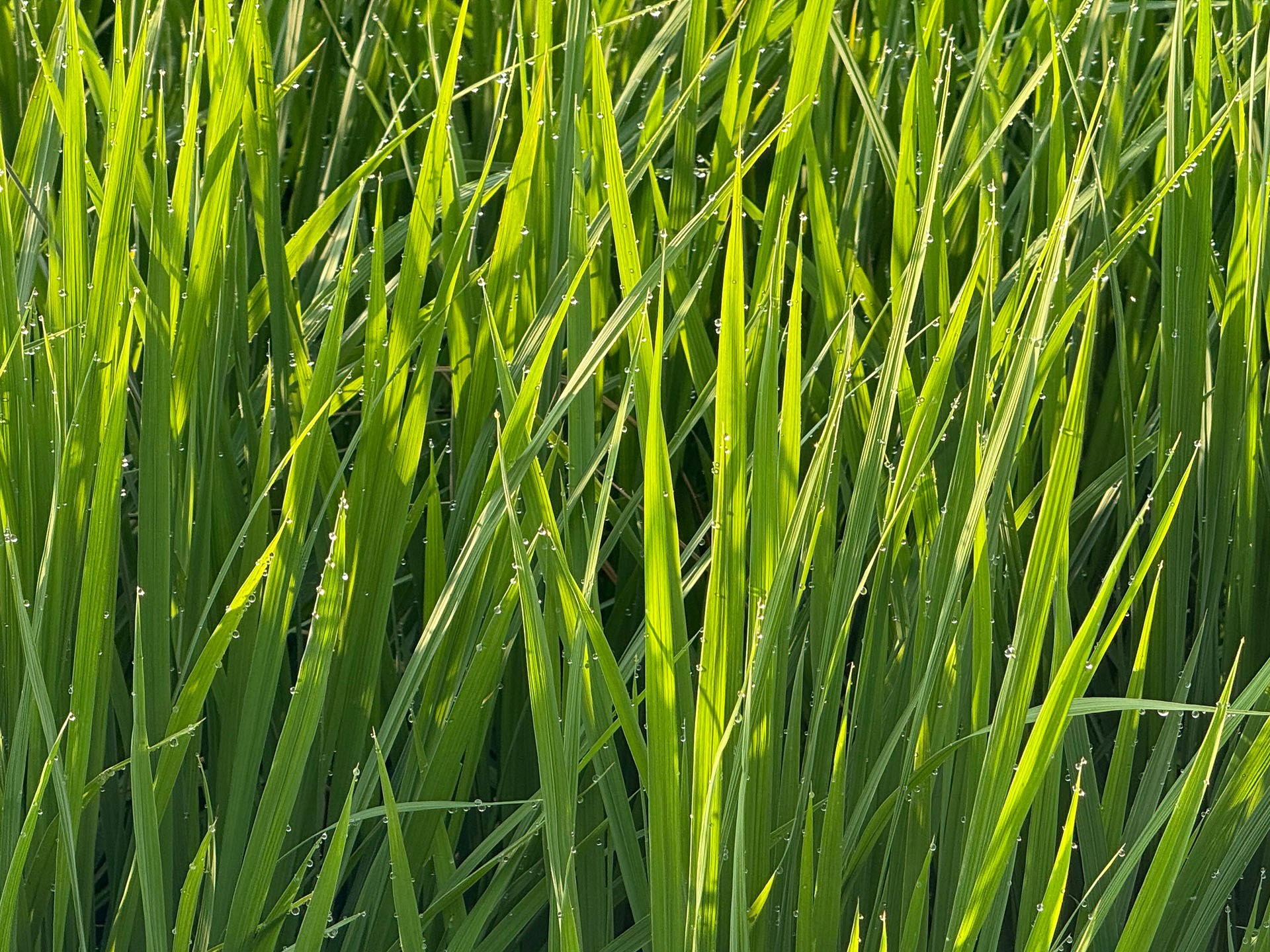 朝露の時間帯。