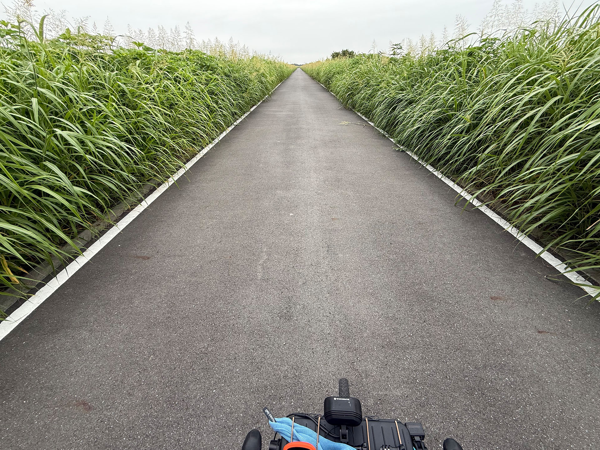 こちらはメジャーなサイクリングロードだが、時間帯によっては誰にも遭遇しない。道の左右は農業地帯や河川だが、季節によっては背の高い雑草に囲まれてしまう。