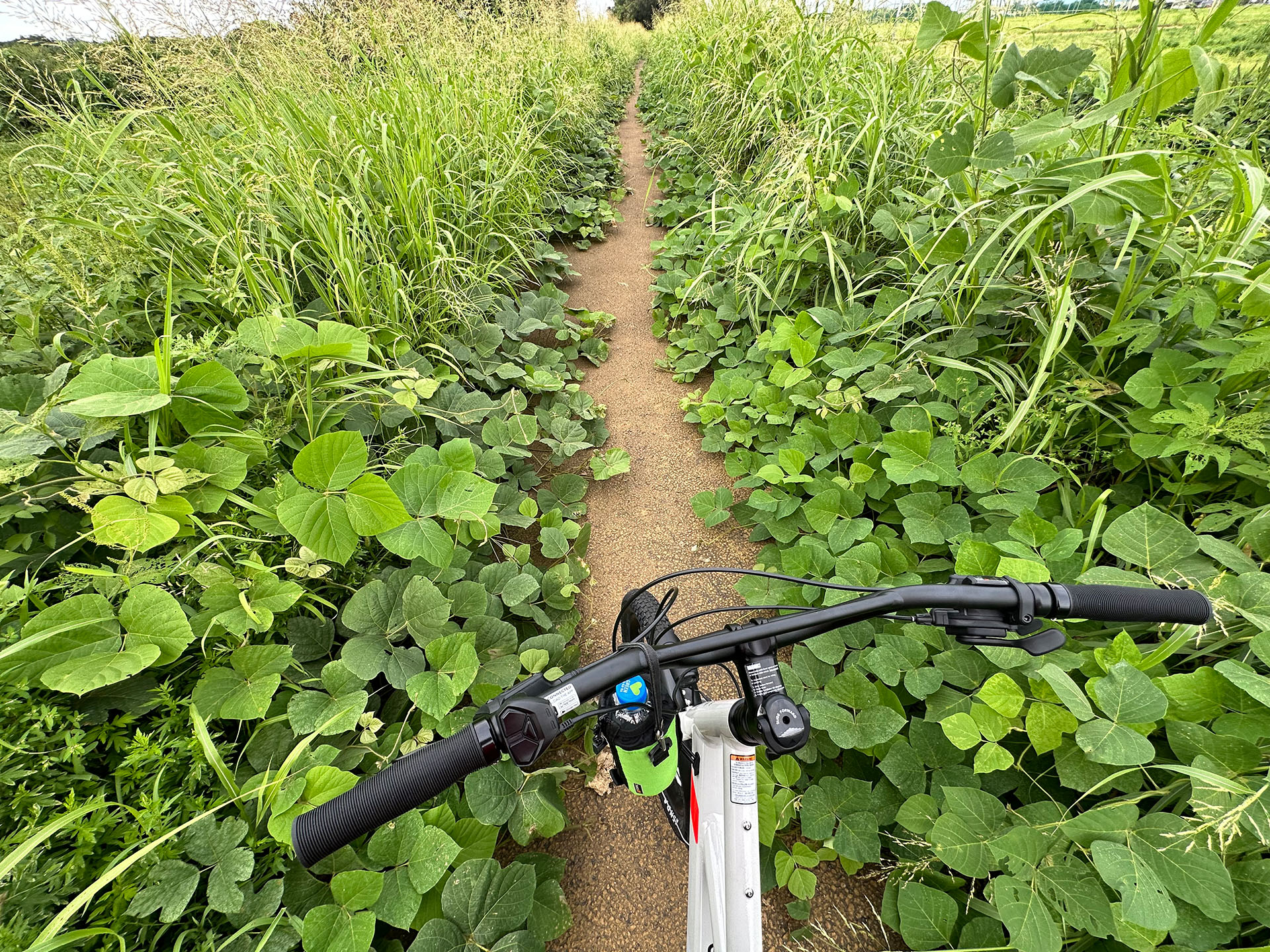 これは自転車走行OKな遊歩道。季節によっては雑草に囲まれてギリギリ通過できるくらいの道幅になってしまう。ほとんど人と遭遇しない遊歩道でもある。