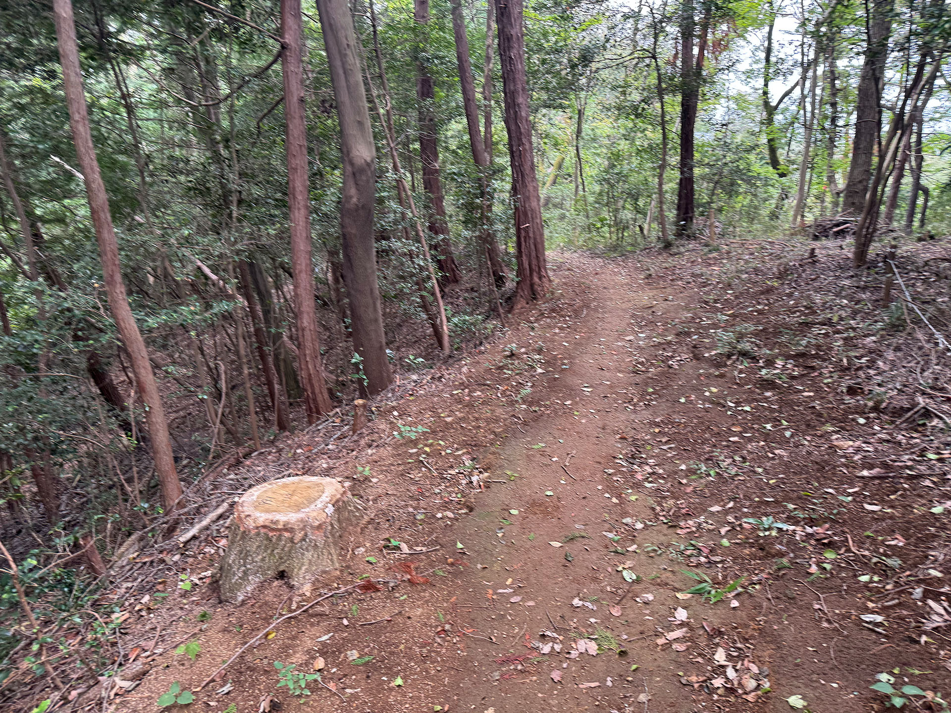 こちらはあるトレイル。山の中のシングルトラックだが、平日はほぼ誰もいない。