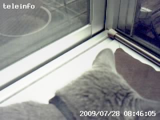 猫の昼寝場所を狙って設置した。が、この場所での昼寝前、敷いてある座布団上で猫がフミフミしつつウロウロするので、猫全体が写るケースが少なかった。猫頭とか猫胴体ばっかり。