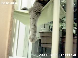 今度は猫のハンモックを狙った。が、カメラの向きが悪く、前足しか写っていない。