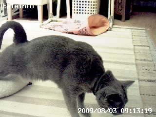 件名は「おでこ。」で、本文は「あなたのおでこ大好きだよぉ。」となっていた。こういう素朴＆単純な内容はイイですな。猫写真は昼寝から起きて伸びをしているところ。なかなかイイ!!