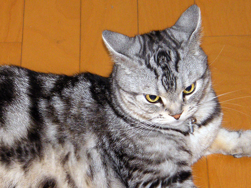 猫の耳すなわち猫ちゃん耳はこのように音の発生源をサーチし追従するので、時々ヘンな顔になるなぁと思った。