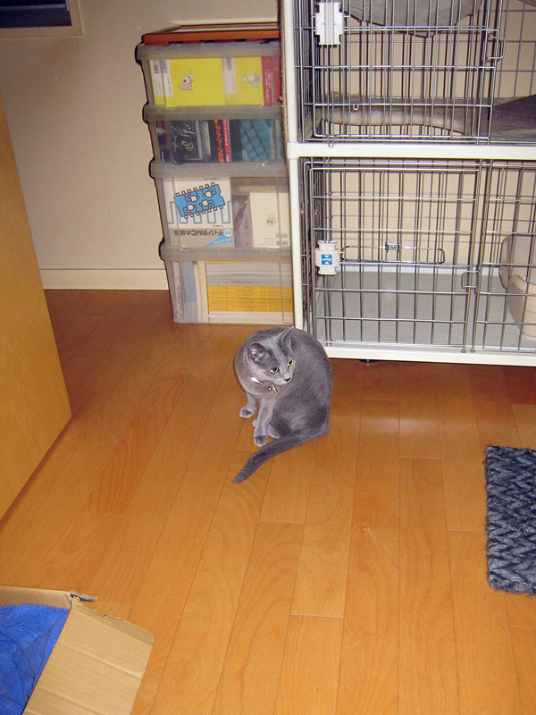 目がいつもマジなのである。