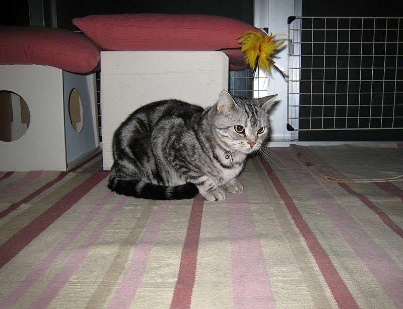 InDesignで作業してるとついつい夜中になってしまうが、猫も夜中は仕事中。ていうか眼をピカッと光らせて何かを待っている。