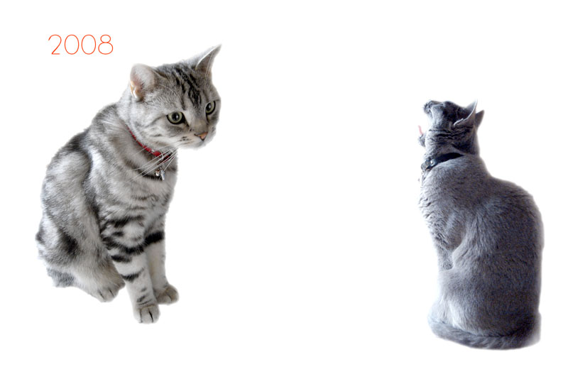 特に何か訴求する点はなし。うか様はあくび中。