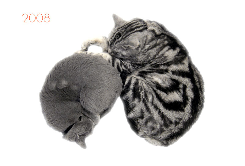 猫団子状態。円満を暗示する。