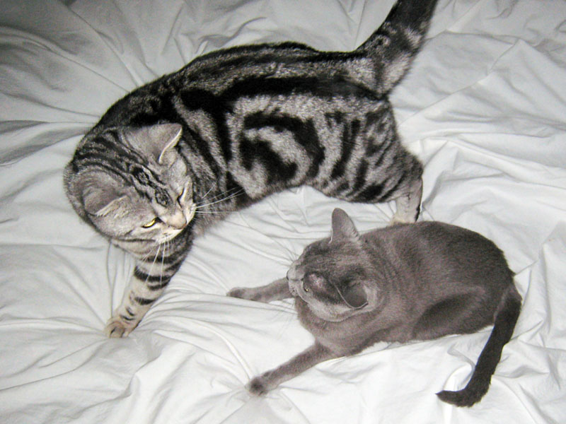 ニャんだって～ッ!?　また動画とか始まるのか!!　じゃあケンカしよう!!　そうしよう!!　ニャニャニャ!!　と空想してみたが、真夜中の猫ファイトなのはホント。