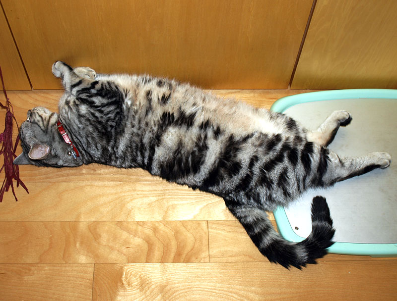 半分ひっくり返り状態のとろ様。もう少し時間が経つと、完全にひっくり返り状態になる。巨大猫様なので通行の邪魔になることしきり。