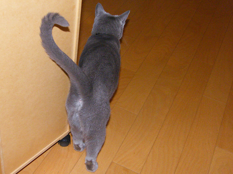板状のモノの角に体をスリスリする拙宅猫のうか様。基板を鼻先に出したら、基板の角を口角でグヒグヒしていた。