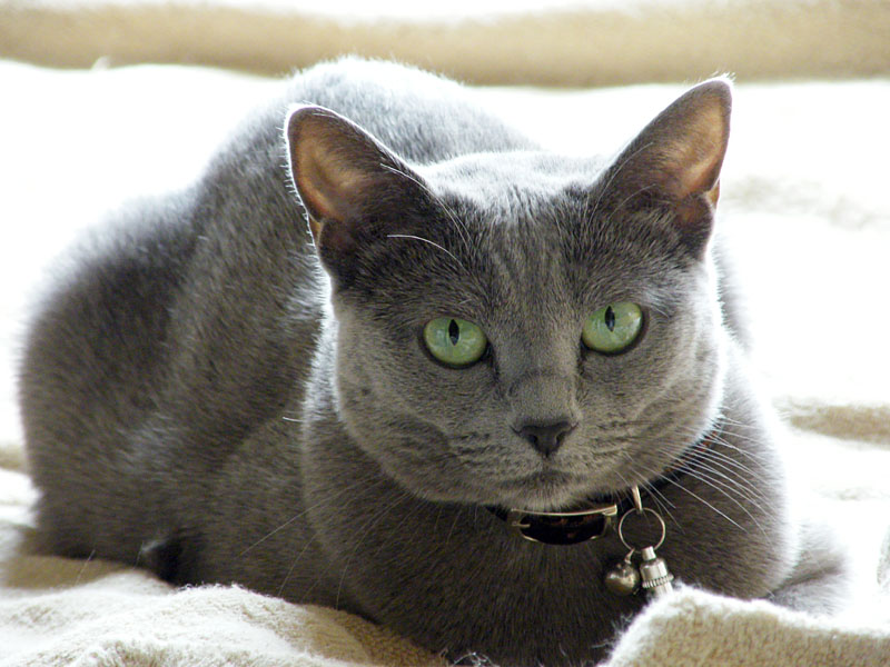 この猫に近づくと毛繕いされちゃうゾ!!　でも、ナンカちょっと嬉しい気も。