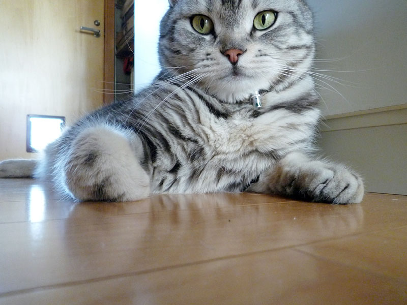 床に座るとろ様だが、床はけっこーホコリだらけ。けど現在はキレイ。でも現在は寒いから床に座らない。