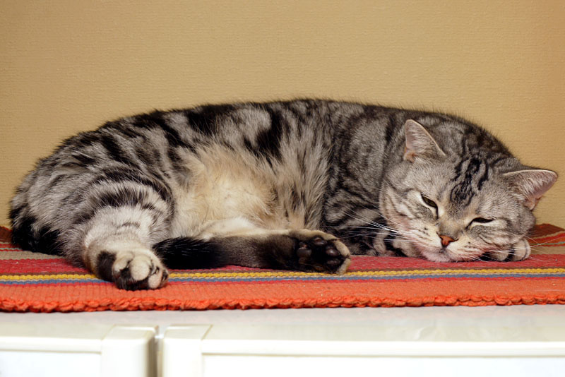 (1)冷蔵庫上のとろ様。あまりにココで寝がちなので、一応、滑らないように＆若干寝心地が良いように、マットを敷いている。