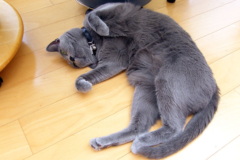 うか様の場合、床にコロッと横たわってお腹見せて両手（両前足と呼ばれることもある）をクニクニして「わたしと遊びニャさい」と誘う。