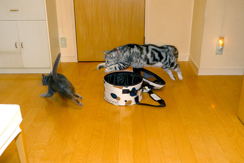 (2)……来たーッ!!　ニギャッ!!　ニャニャニャッ!!　シャカシャカシャカシャカ(←床を爪で掻く音)!!　ドドドドド(←走る音)!!　みたいな