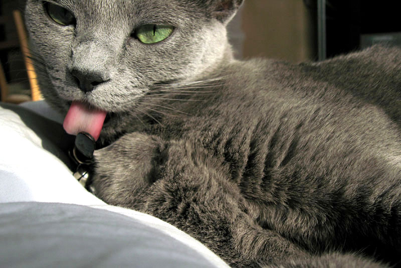 ニャグニャグニャ～グニャ～グ。このように日向ぼっこで毛繕いモードに入る