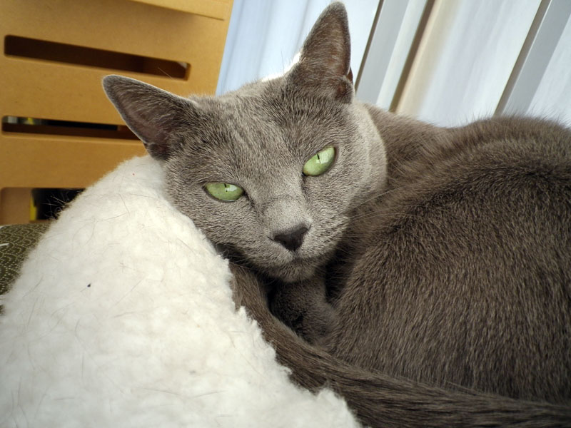 拙宅猫うか様を登録し、自動認識/撮影した例。登録/選択した猫が認識されると、Optio I-10が自動的に写真を撮るんですな。基本的に顔の登録は真正面なので、撮られる写真も真正面のペット顔。ペットのカメラ目線的な写真が多々得られる