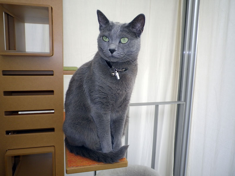 拙宅猫うか様を登録し、自動認識/撮影した例。登録/選択した猫が認識されると、Optio I-10が自動的に写真を撮るんですな。基本的に顔の登録は真正面なので、撮られる写真も真正面のペット顔。ペットのカメラ目線的な写真が多々得られる