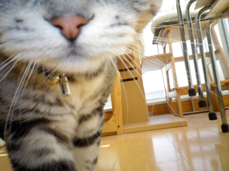 さらに自動撮影……と思ったら、とろ様が急激にレンズに接近して、てな失敗も