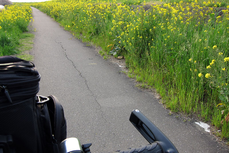 川越付近。菜の花に囲まれた道を走る