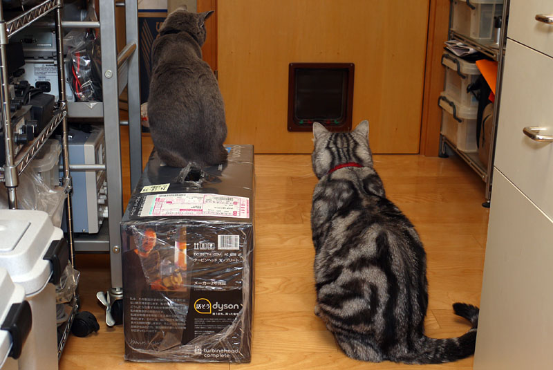 最近ヒゲの人間がいないわね。いないよね。お外で遊んでるのね。遊んでるらしい。的な