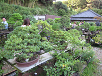 バスツアーの目的地となった千葉県・印旛村の盆栽園「福島園」