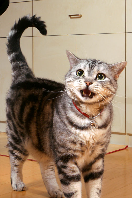 とろ様が大好物に反応するとこのような顔に。高い声で「ア～ン」となく猫様なのであった