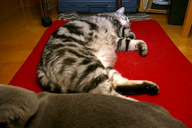 コニュグってニャにかしら？　シンセらしい。猫の声も出るアレね。アレだね。ニャ。ニャ。的な